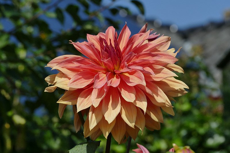 AC03.jpg - Mooie bloem beschenen door de zon. In combinatie met het blauw en groen van de onscherpe achtergrond komt deze bloem extra goed tot zijn recht. 